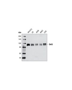 Cell Signaling Dvl3 Antibody