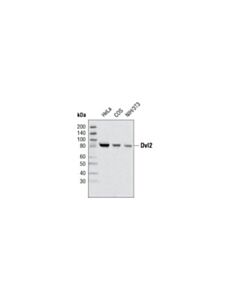Cell Signaling Dvl2 (30d2) Rabbit mAb