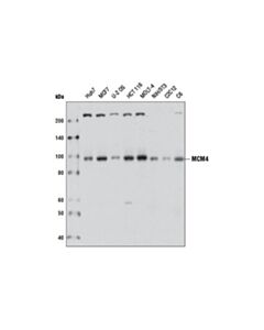 Cell Signaling Mcm4 Antibody