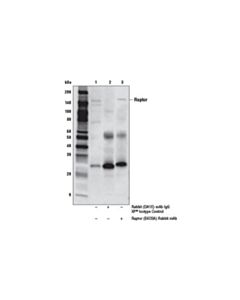 Cell Signaling Phosphoplus Raptor (Ser792) Antibody Duet