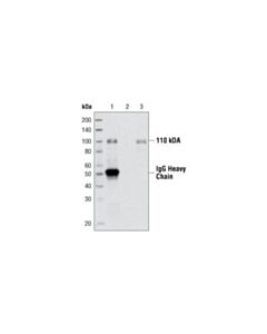 Cell Signaling Gab1 Antibody