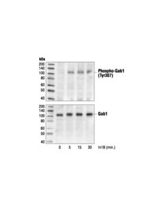 Cell Signaling Phospho-Gab1 (Tyr307) Antibody
