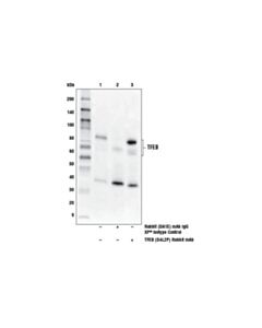 Cell Signaling Tfeb (D4l2p) Rabbit mAb