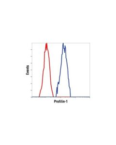 Cell Signaling Profilin-1 Antibody