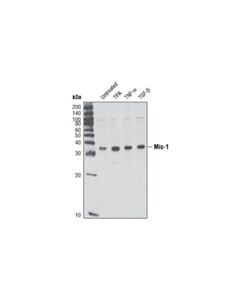 Cell Signaling Mic-1 (Y60) Antibody