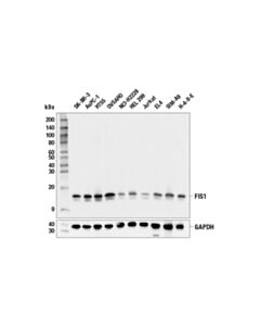 Cell Signaling Fis1 (E3k9o) Rabbit mAb