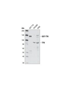 Cell Signaling Ttk Antibody