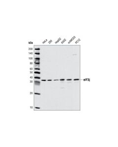 Cell Signaling Eif3j Antibody