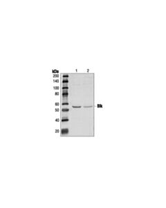Cell Signaling Blk Antibody