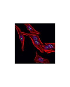 Cell Signaling Eif6 Antibody