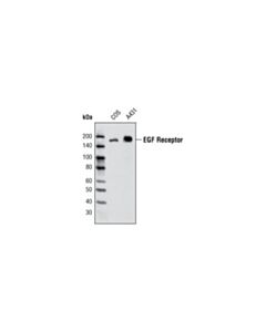 Cell Signaling Egf Receptor (V279) Antibody
