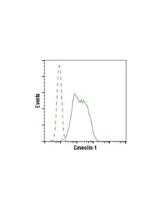 Cell Signaling Caveolin-1 (D46g3) Xp Rabbit mAb