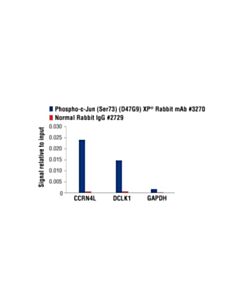 Cell Signaling Phospho-C-Jun (Ser73) (D47g9) Xp<Lt/>Sup&Gt;®<Lt/>/Sup&Gt; Rabbit mAb