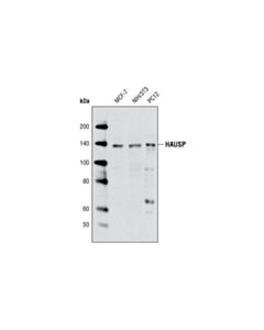 Cell Signaling Hausp Antibody