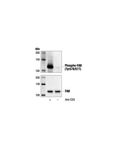 Cell Signaling Phospho-Fak (Tyr576/577) Antibody
