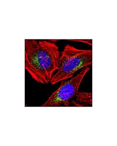 Cell Signaling Eea1 (C45b10) Rabbit mAb