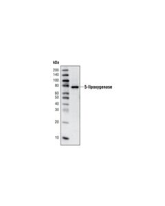 Cell Signaling 5-Lipoxygenase (C49G1) Rabbit mAb 20 uL