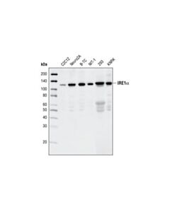 Cell Signaling Ire1alpha (14c10) Rabbit mAb