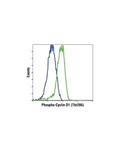 Cell Signaling Phospho-Cyclin D1 (Thr286) (D29b3) Xp Rabbit mAb