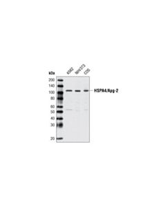 Cell Signaling Hspa4/Apg-2 Antibody