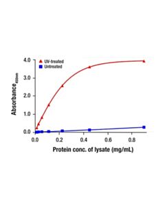 Cell Signaling Phospho-Glucocorticoid Receptor (Ser134) Matched Antibody Pair; 1 Kit