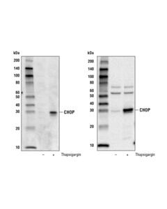 Cell Signaling Chop Control Cell Extracts