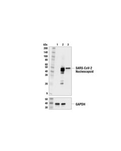 Cell Signaling Sars-Cov-2 Nucleocapsid Protein Antibody
