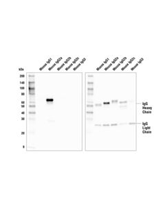 Cell Signaling Goat Anti-Mouse Igg2a, Fc Gamma Specific Antibody (Hrp Conjugate)