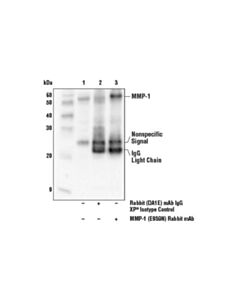 Cell Signaling Ecm Profiling Antibody Sampler Kit
