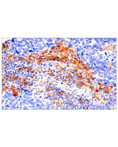 Cell Signaling Fcrn (E9j8w) Rabbit mAb (BSA And Azide Free)