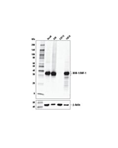 Cell Signaling Bob-1/Obf-1 Antibody