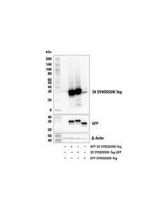 Cell Signaling 3x Dykddddk Tag (E2t2j) Mouse mAb (Binds To Same Epitope As Sigma-Aldrich Anti-Flag M2 Antibody)
