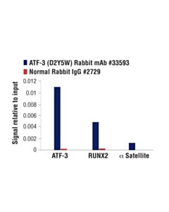 Cell Signaling Atf-3 (D2y5w) Rabbit mAb