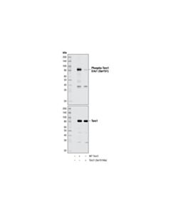 Cell Signaling Phospho-Torc1/Crtc1 (Ser151) Antibody