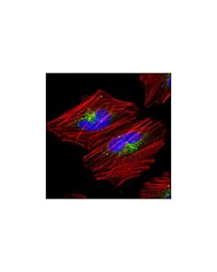 Cell Signaling Ragc Antibody
