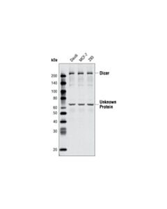 Cell Signaling Dicer Antibody