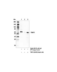 Cell Signaling Traf3 (E8h3b) Rabbit mAb