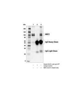 Cell Signaling Nrf2 (E3j1v) Rabbit mAb