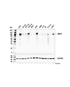 Cell Signaling NRF2 (E3J1V) Rabbit mAb 20 uL