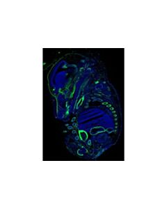 Cell Signaling Neuropilin-2 (D39a5) Xp Rabbit mAb