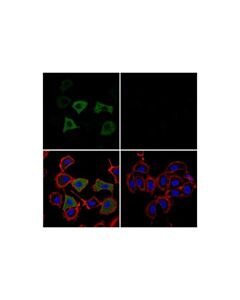 Cell Signaling Sars-Cov-2 Nucleocapsid Protein (E8r1l) Mouse mAb