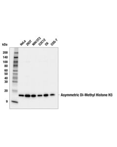 Cell Signaling Asymmetric Di-Methyl Histone H3 (Arg2) (E7w7s) Rabbit mAb