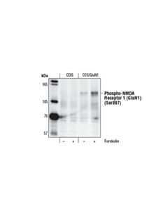 Cell Signaling Phospho-Nmda Receptor 1 (Glun1) (Ser897) Antibody
