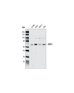 Cell Signaling Cdt1 Antibody