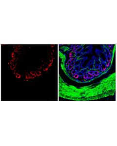 Cell Signaling Ki-67 (D3b5) Rabbit mAb (Alexa Fluor 594 Conjugate)