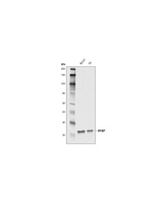 Cell Signaling Rybp Antibody
