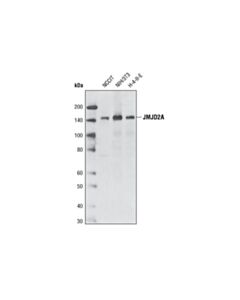 Cell Signaling JMJD2A (C70G6) Rabbit mAb 20 uL