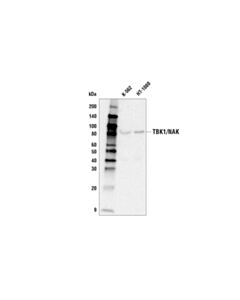 Cell Signaling Tbk1/Nak (D1b4) Rabbit mAb (Biotinylated)