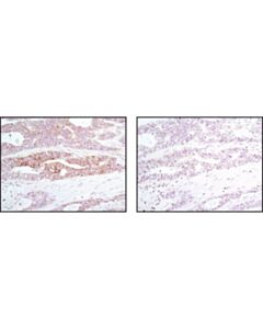 Cell Signaling Phospho-Eif2alpha (Ser51) (D9g8) Xp Rabbit mAb