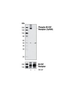 Cell Signaling Phospho-Csf-1r/M-Csf-R (Tyr699) Antibody